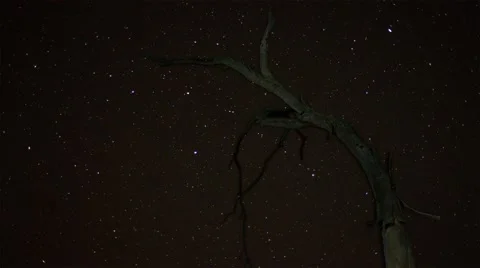 Starry night sky time lapse with dead tree foreground Stock Footage 40341518