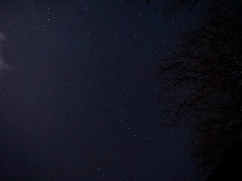 Starry Night Sky with Tree Branches Stock Photos
