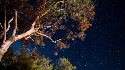 Starry night through the trees Stock Footage 93745538