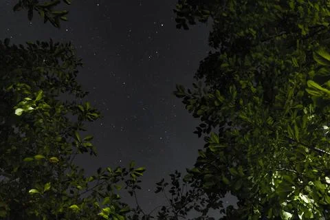 Starry Night Through the Trees Foto stock