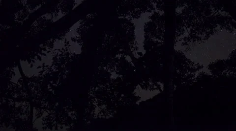 Starry Night Time Lapse inside wild jungle 4K 库存影片 58244844
