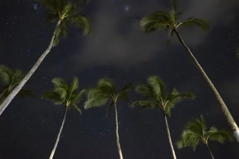 Starry night time lapse with palm trees. Stock Footage 189903712