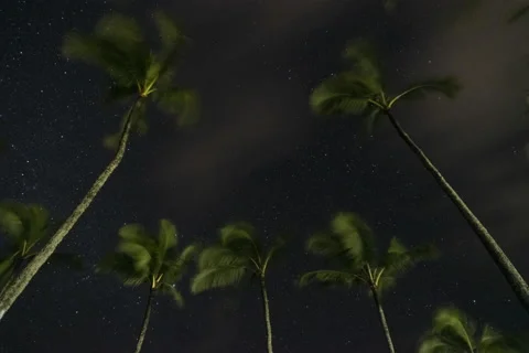 Starry night time lapse with palm trees.  Transition out. Stock Footage 189904320