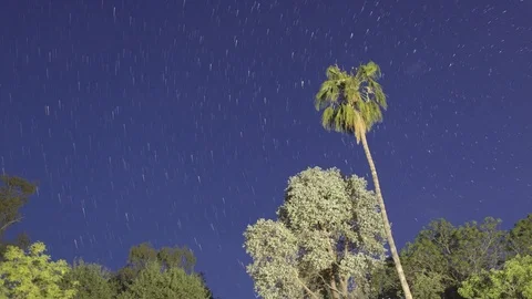 Starry night with a tree in foreground and with a star trail effect Stock Footage 99118033