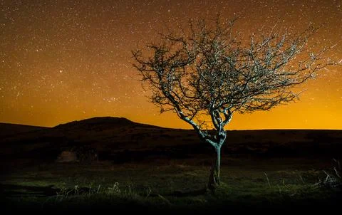 Starry orange sky tree Stock Photos