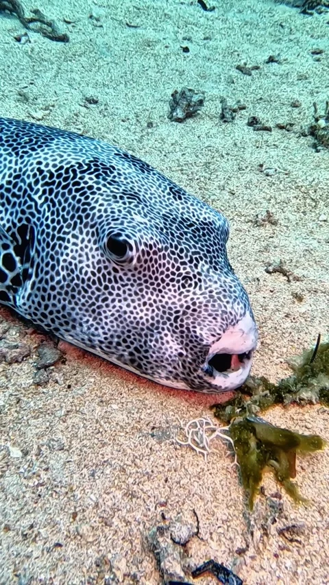 Starry Puffer (Arothron stellatus) Stock Footage 310117516