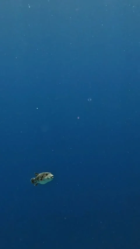 Starry Puffer (Arothron stellatus) Stock Footage 310554276