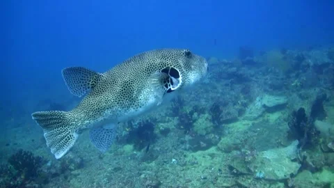 Starry Puffer (Arothron stellatus) in Mid-Water, Philippines Video stock 334774749