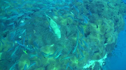 Starry puffer being circled by fish Stock Footage 33070403