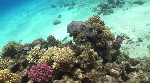 Starry Puffer on Coral Reef Stock Footage 51772169