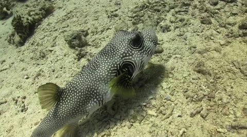 Starry Puffer on Coral Reef Stock Footage 51772260