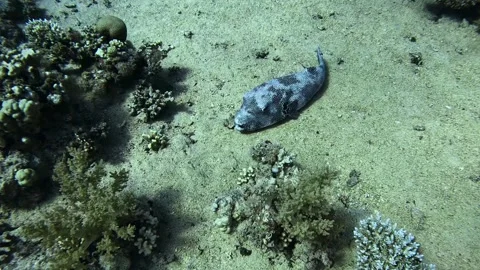 Starry Puffer Stock Footage 281719907