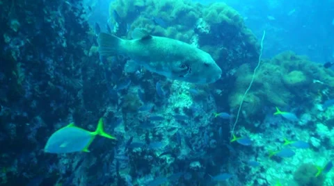 Starry puffer swimming Stock Footage 33112543