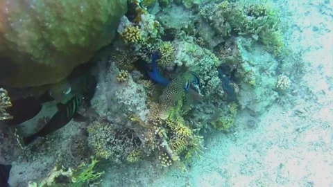 Starry Pufferfish Being Cleaned by Cleaner Fish at a Reef Stock Footage 344051044