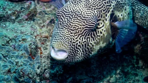 Starry pufferfish gently turning Video stock 58305007