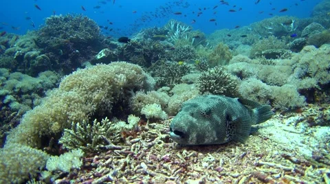 Starry pufferfish laying down on coral then swimming away Stock Footage 65995670