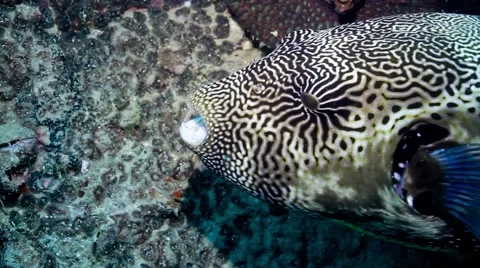 Starry pufferfish munching Stock Footage 58304935
