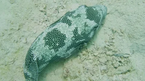 Starry Pufferfish portrait showcasing Arothron stellatus in clear tropical marin Stock Footage 311926722