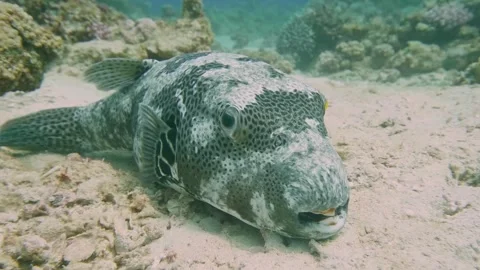 Starry Pufferfish Resting On Sandy Bottom Of Tropical Coral Reef Surrounded By M Stock Footage 311926671