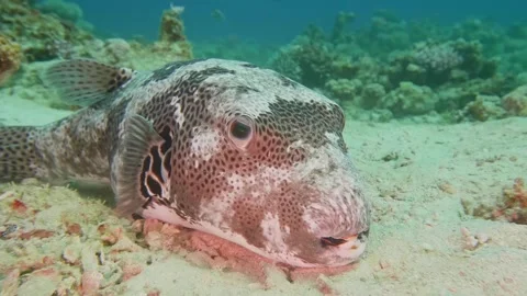 Starry Pufferfish resting on sandy ocean floor with distinct black spots in trop Stock Footage 311929279