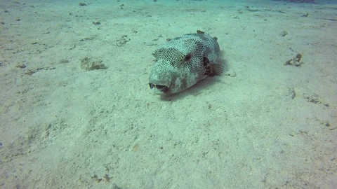Starry Pufferfish on sand Stock Footage 122772509