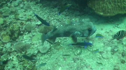 Starry pufferfish swimming Stock Footage 33111070