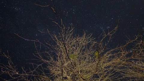 Starry sky above the tree Video stock 146531363