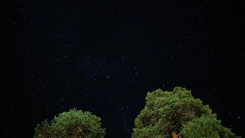 Starry sky on the background of trees Stock Photos