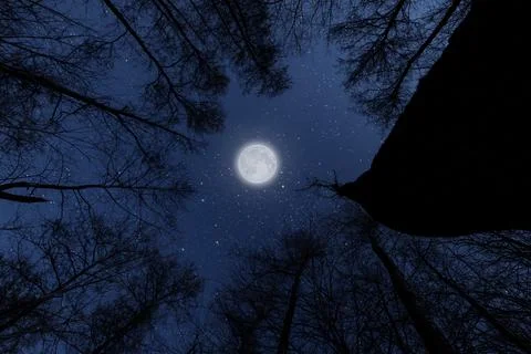 Starry sky in the night forest Stock Photos