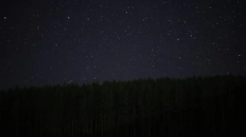 Starry sky over a pine forest in a Russian village Stock Photos