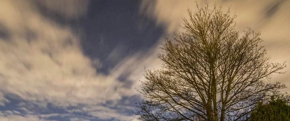 Starry sky surrounded by trees Stock Photos