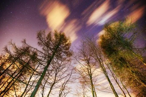Starry sky through the trees Stock Photos