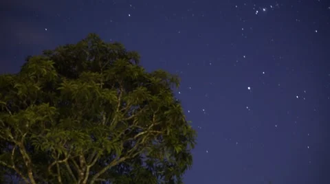 The starry sky time lapse above big tree Stock Footage 49122421