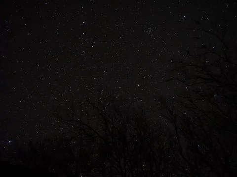 Starry Sky with Tree Stock Photos