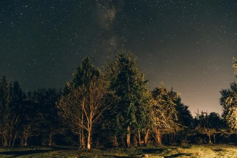 Starry sky, trees in the foreground Stock Photos