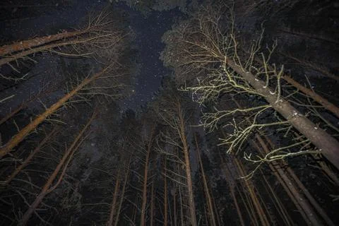 Starry sky in winter in a pine forest Stock Photos
