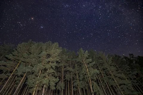 Starry sky in winter in a pine forest Stock Photos