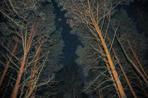 Starry sky in winter in a pine forest Stock Photos