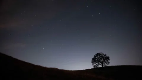 Stars and clouds moving over lone tree / 4K Timelapse Stock Footage 133539785