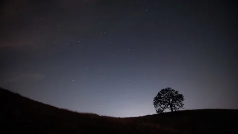 Stars and clouds over lone tree Stock Footage 133539394