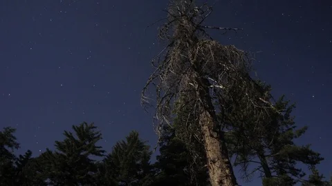 Stars and Dead Tree Time Lapse Stock Footage 71934539