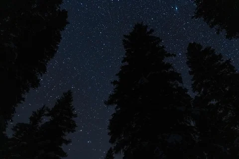 Stars and pine trees Stock-Footage 129524086