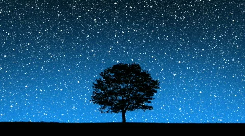 Stars Behind Tree Stock Footage