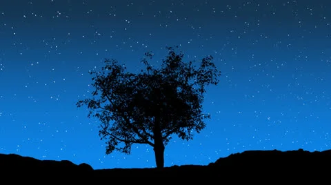 Stars Behind Tree Stock Footage 22740461