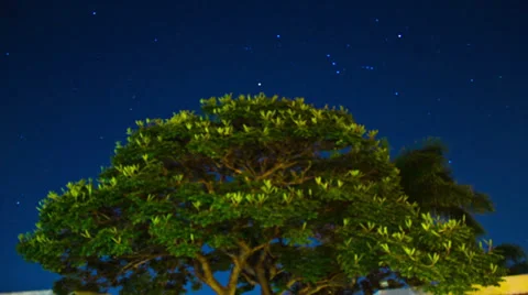 Stars Behind Tree 库存影片 34527958