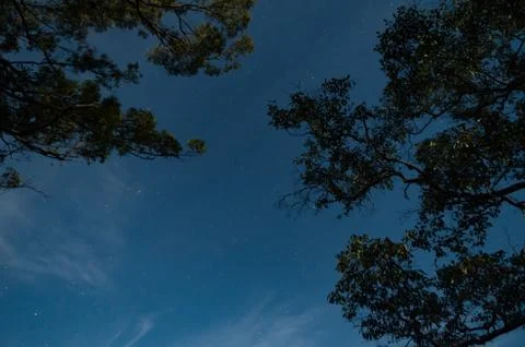 Stars between moonlight trees Stock Photos