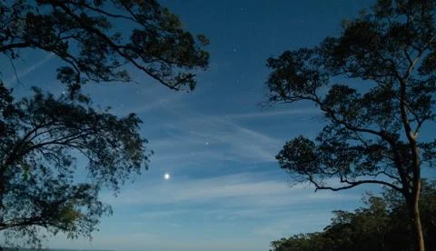 Stars between moonlight trees Stock Photos