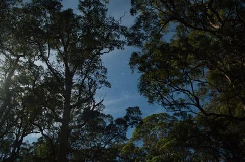Stars between moonlight trees Stock Photos