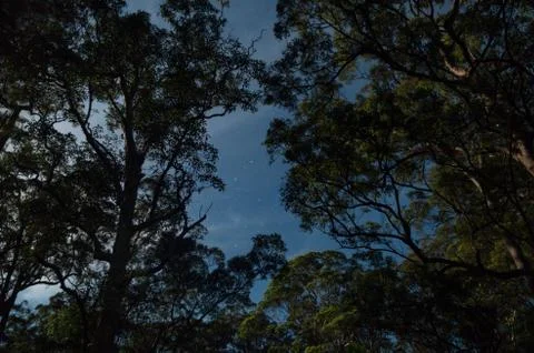 Stars between moonlight trees Stock Photos