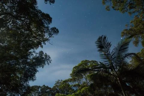 Stars between moonlight trees Stock Photos